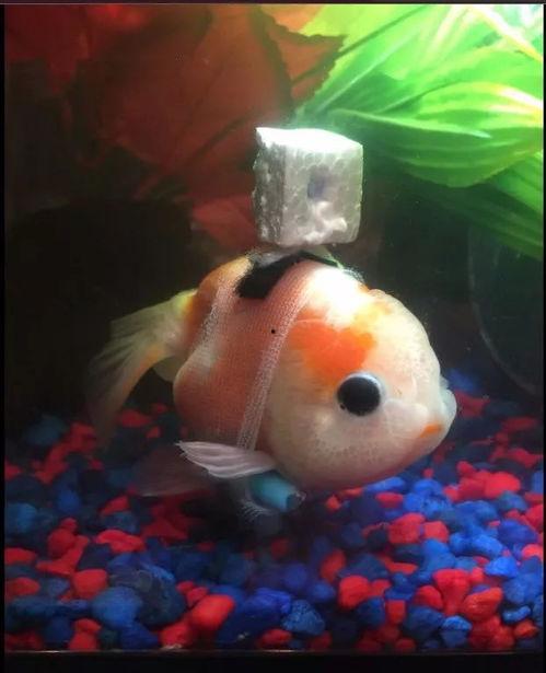 咸鱼最新金鱼爆料,揭秘金鱼界的神秘力量