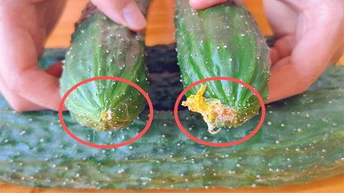 新黄瓜最新爆料视频大全,揭秘幕后真相与精彩瞬间  第1张