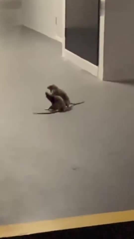 老鼠吃瓜视频在线观看免费,免费观看老鼠吃瓜萌态视频  第1张